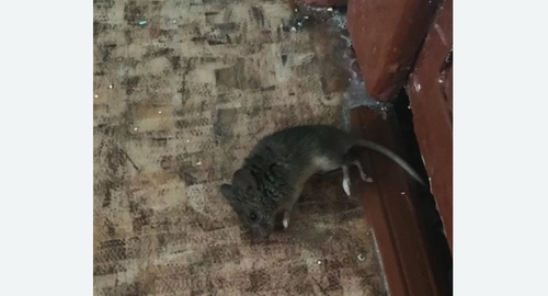 Дезинфекция от мышей в Москворечье-Сабурово города Москвы